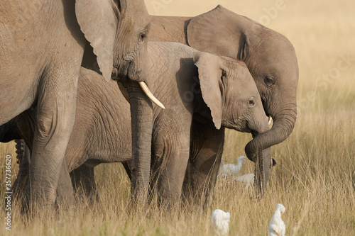 Photography Elephant Baby Amboseli - Big Five Safari -Baby African bush elephant Loxodonta a