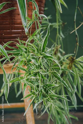 spider plants bearing flowers and roots