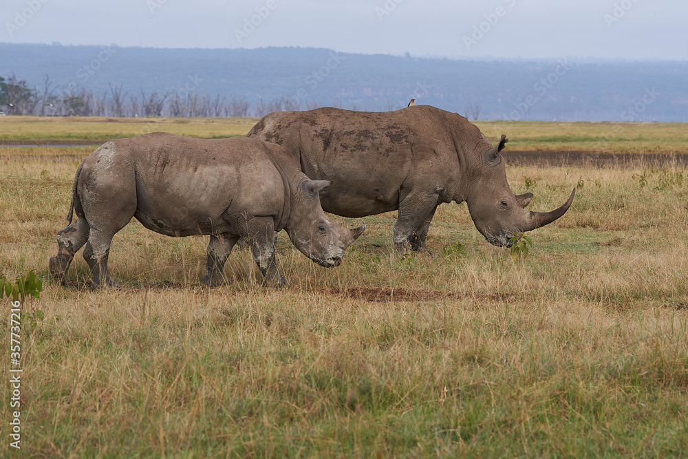 Fototapeta premium Rhino Baby and Mother- Rhinoceros with Bird White rhinoceros Square-lipped rhinoceros Ceratotherium simum 