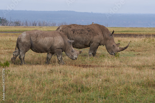 Rhino Baby and Mother- Rhinoceros with Bird White rhinoceros Square-lipped rhinoceros Ceratotherium simum  © rocchas75