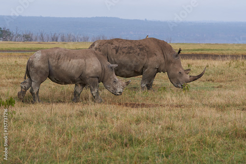 Rhino Baby and Mother- Rhinoceros with Bird White rhinoceros Square-lipped rhinoceros Ceratotherium simum 