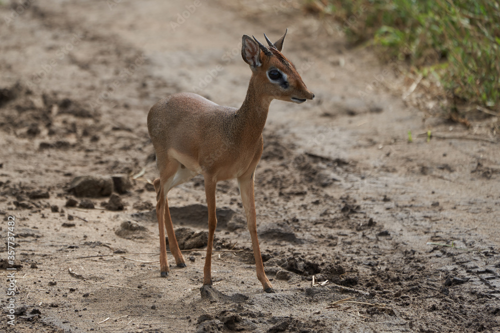 Cute Dik Dik Africa Safari Gras Wild Cute Dik Dik Africa Safari Gras Wild