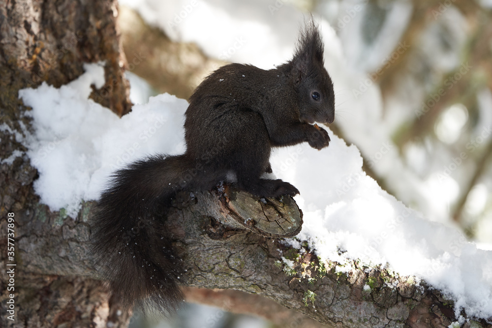 Eurasian brown red Squirrel Sciurus vulgaris Cute Snow Nut Eurasian brown red Squirrel Sciurus vulgaris Cute Snow Nut