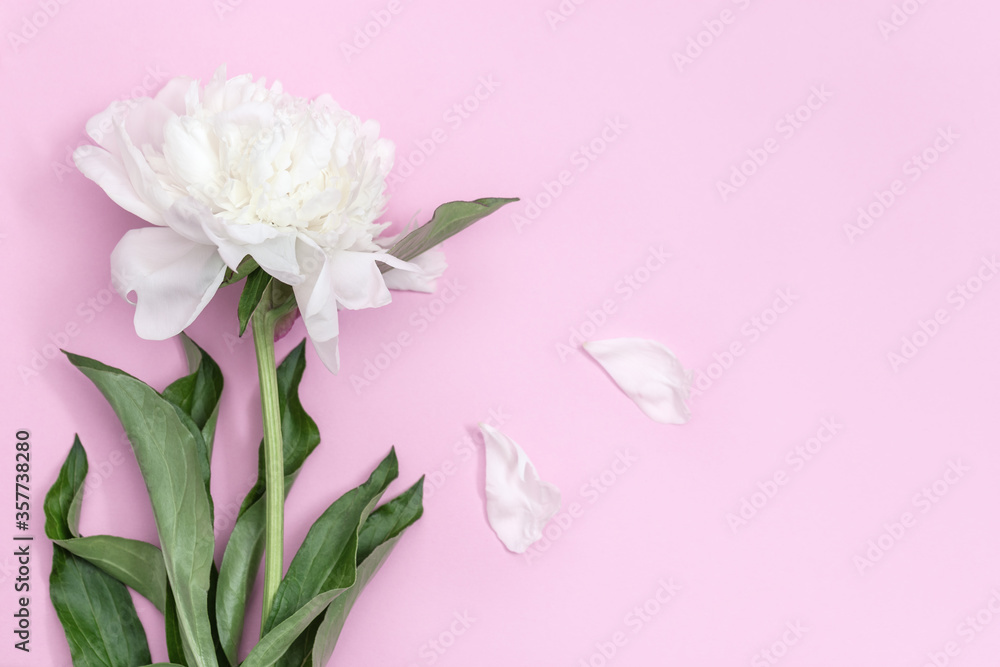 White peony flower on pink background with copy space. Postcard for mothers day, womens day, wedding invitation card.