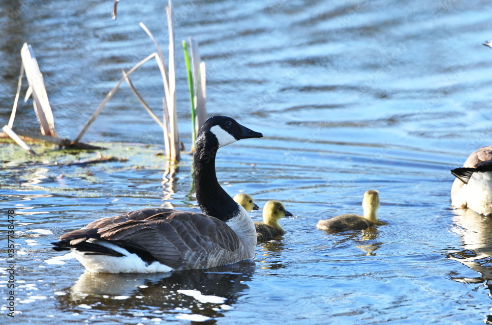 Obraz premium Goose and Goslings