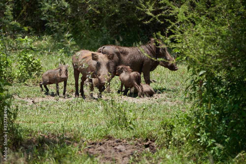 common warthog Phacochoerus africanus wild pig family Suidae