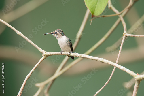 Bee Hummingbird