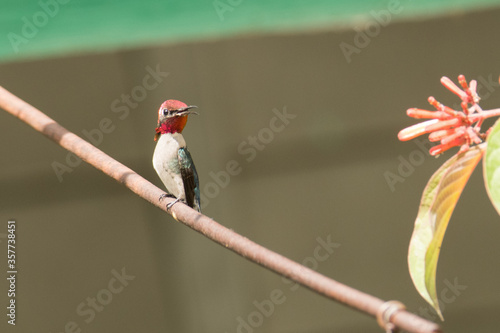 Bee Hummingbird