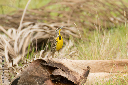 Meadowlark