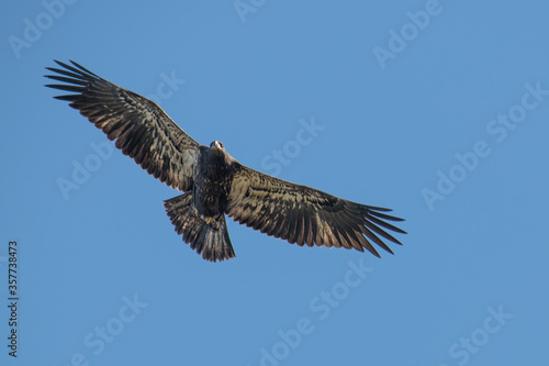 Juvenile Bald Eagle © James