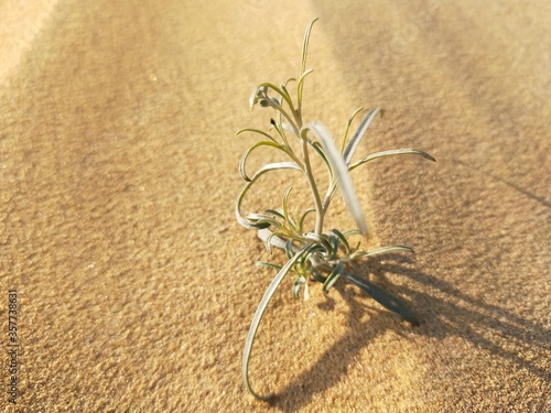 wheat on the sand