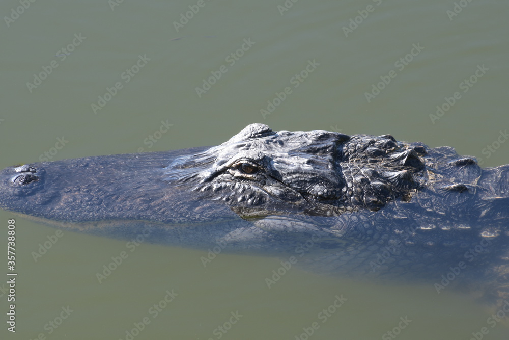 alligator in the water alligator in the water