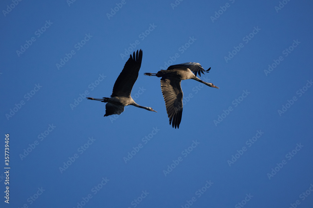 Obraz premium Common crane Grus grus also Eurasian crane in flight northern east Germany