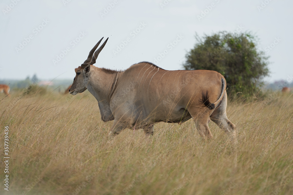 Common eland Taurotragus oryx also known as southern eland or eland antelope in savannah and plains East Africa Common eland Taurotragus oryx also known as southern eland or eland antelope in savannah and plains East Africa