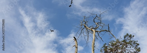 나무와 새