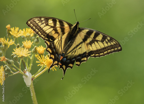 a closeup detailed view of a female eastern tiger swallowtail butterfly on yellow thin leaf hawkweed