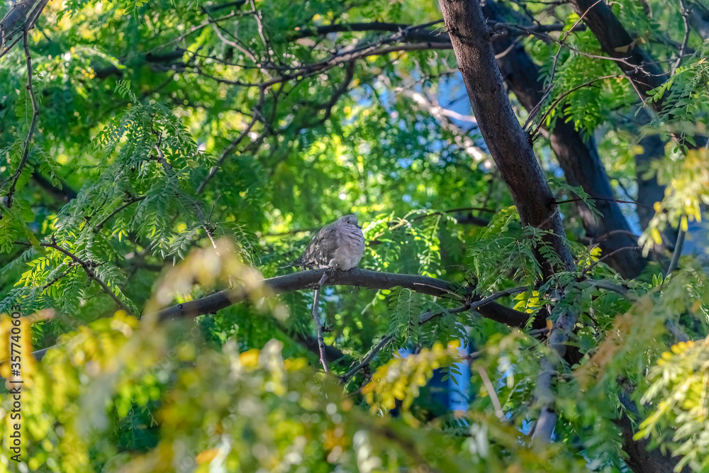 Small grey dove or pigeon perched in a green tree