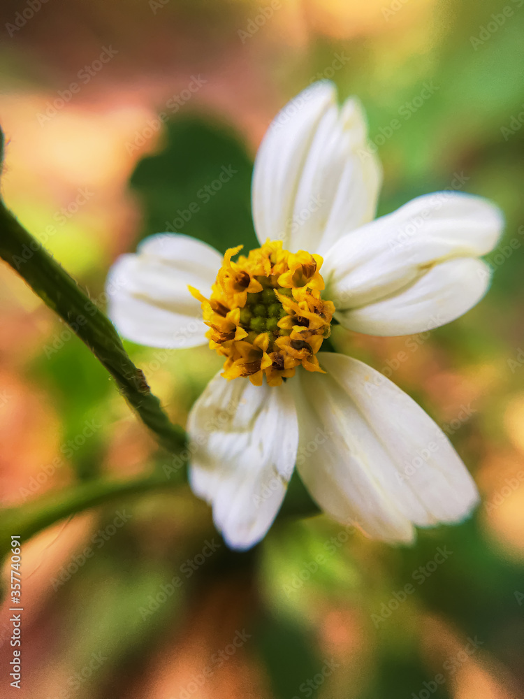 Fototapeta premium A blackjack flower growing on the roadside in spring