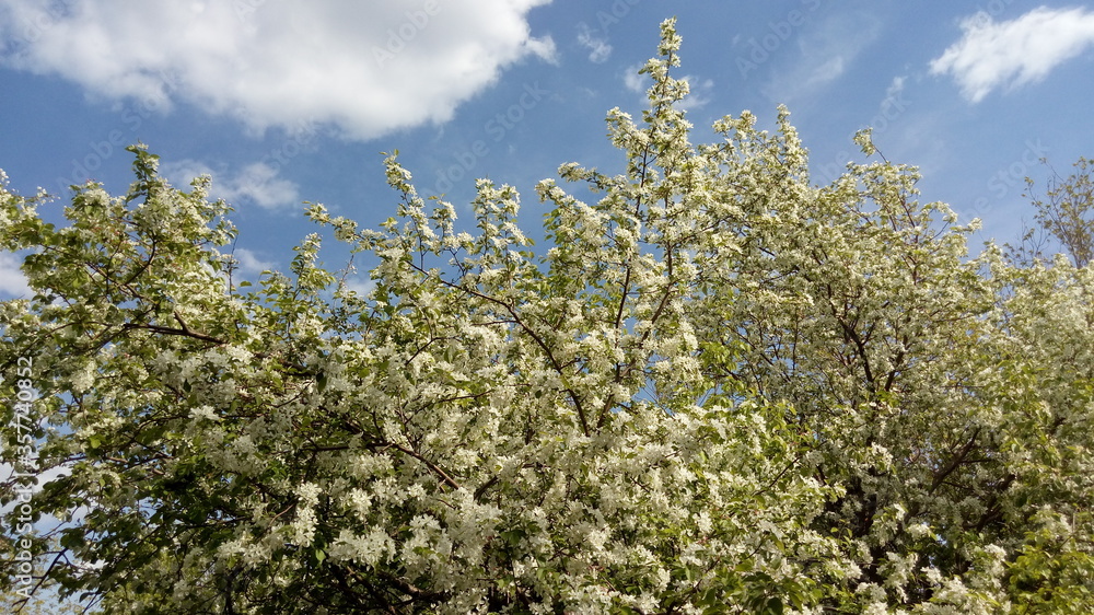 flowers and sky flowers and sky