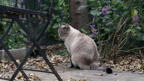 Grey cat sitting in the garden and walk back towards the camera, low angle close up. photo