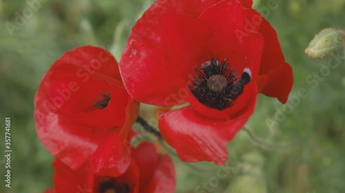 Two red poppies moving gently in breeze photo