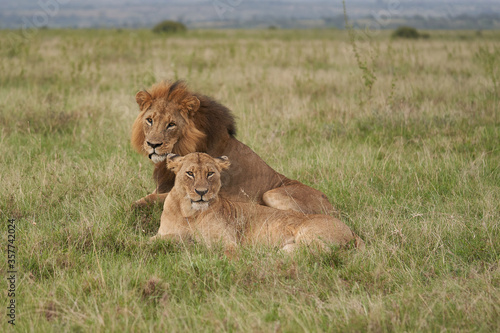 Lion and Lioness Kenya Safari Savanna Mating