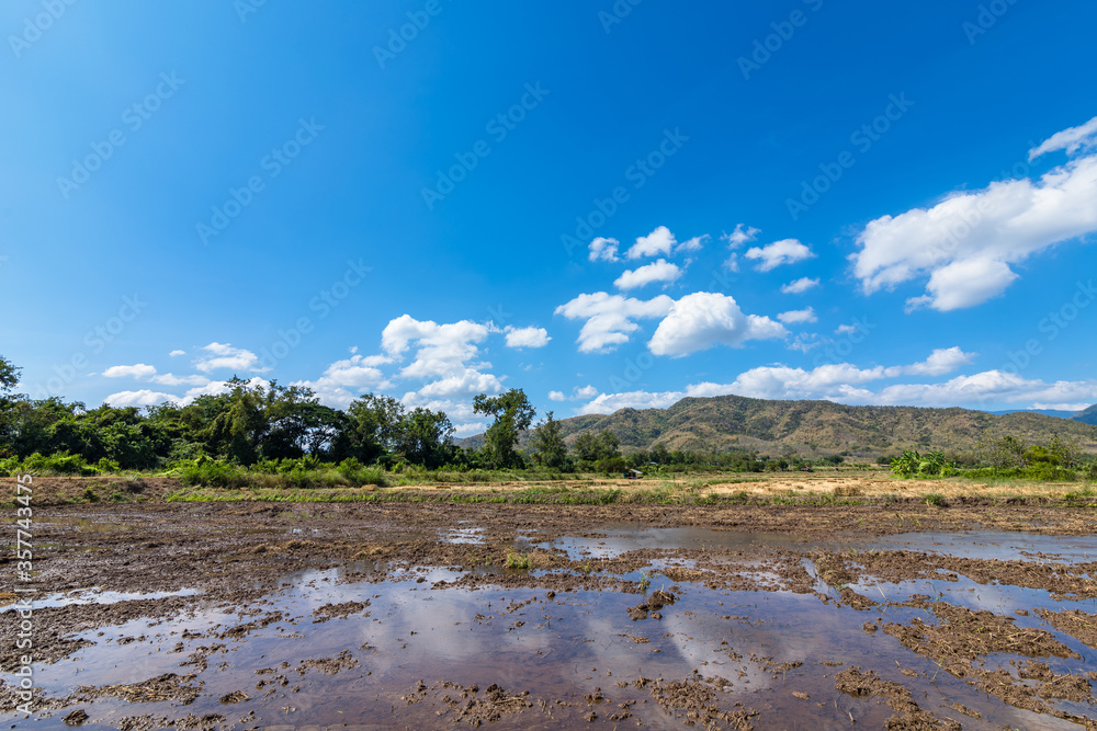 landscape scene midday and beautiful blue sky with cloud over a rice field after harvest.