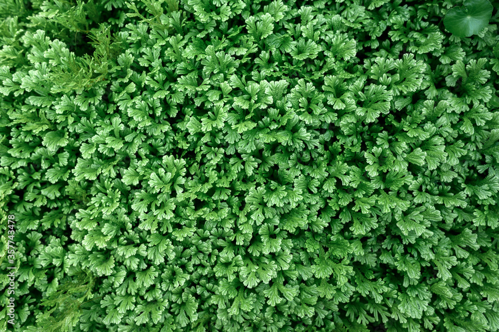 Green leaf fern. foliage green texture background.