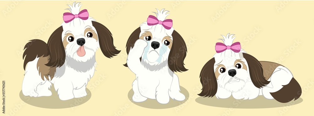 BEAUTIFUL SHIHTZU DOG 3 BEAUTIFUL SHIHTZU DOG 3
