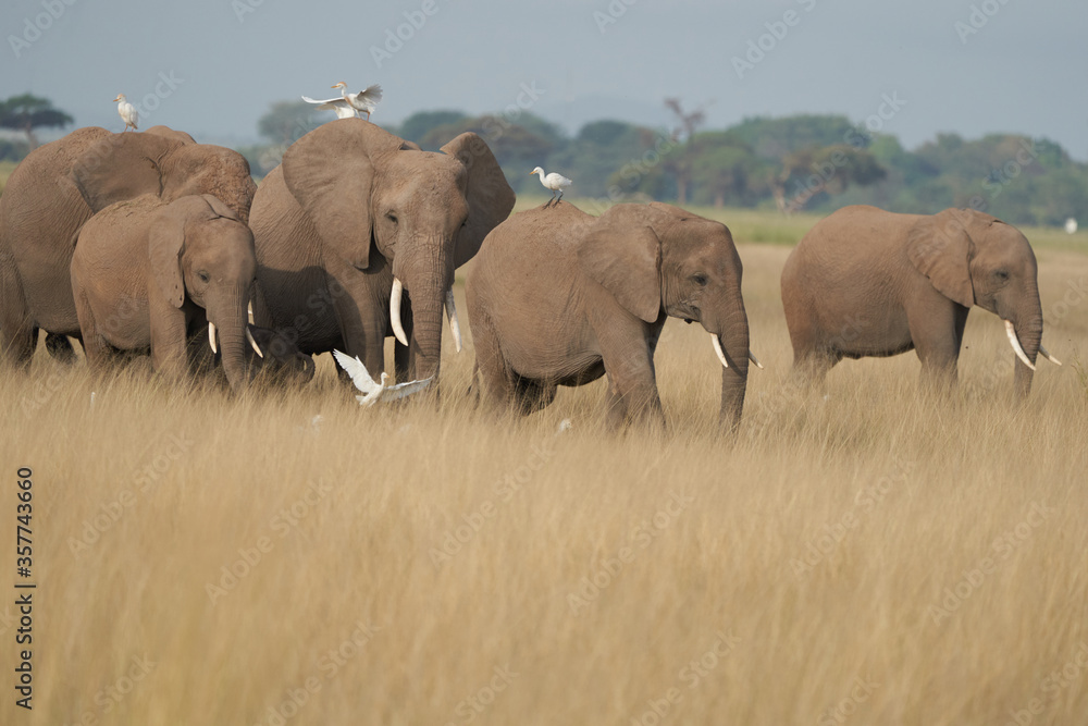 Fototapeta premium Elephant Group Amboseli - Big Five Safari white Heron African bush elephant Loxodonta africana