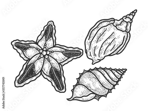 starfish and shells sketch engraving vector illustration. T-shirt apparel print design. Scratch board imitation. Black and white hand drawn image.