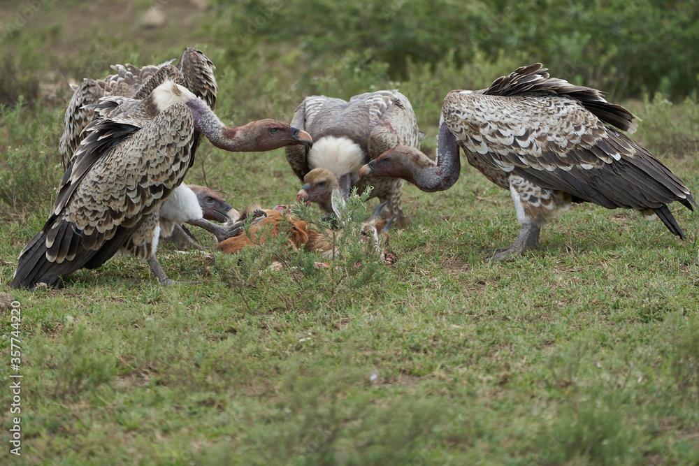Fototapeta premium White backed vulture group Gyps africanus eating carrion impala Old World vulture family Accipitridae