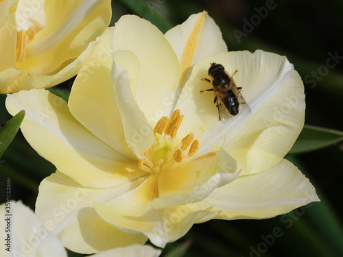 Yellow Lily flower. Closeup of stamen with pollen with bee on petal. © Barry