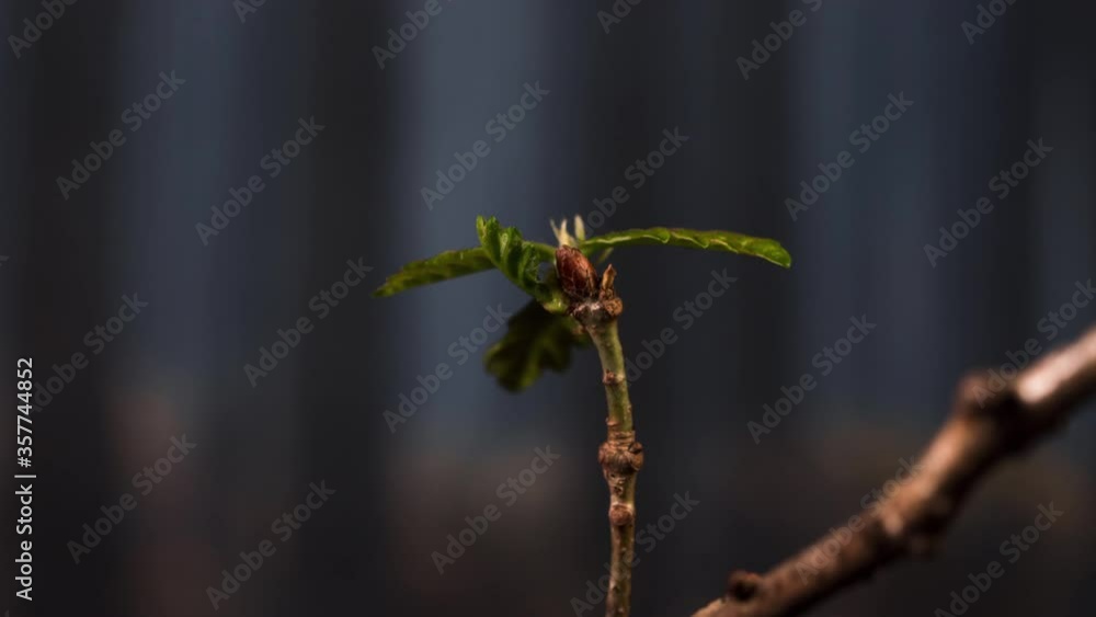 time lapse of a bud of a young tree germinating time lapse of a bud of a young tree germinating