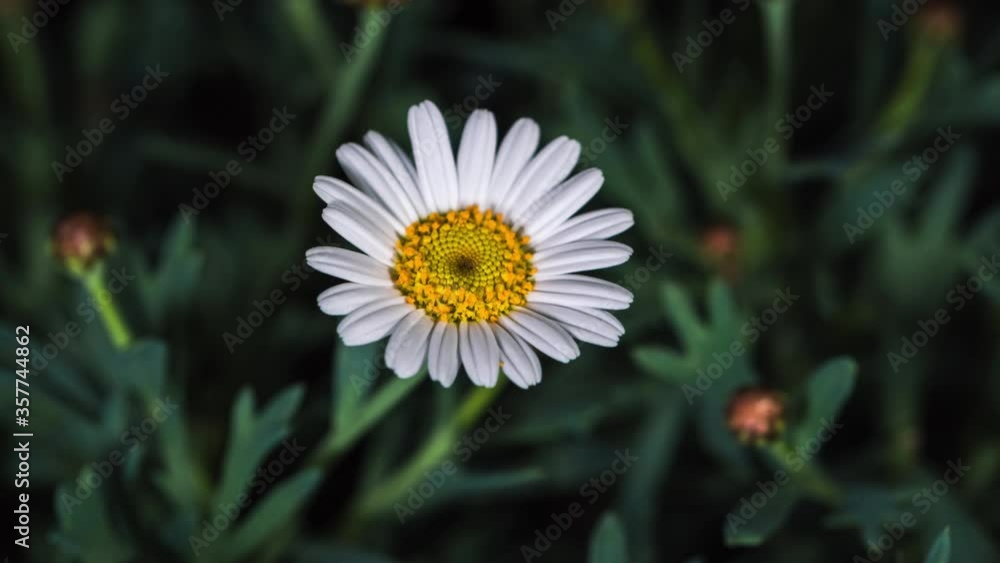 time lapse of flower blossoming time lapse of flower blossoming