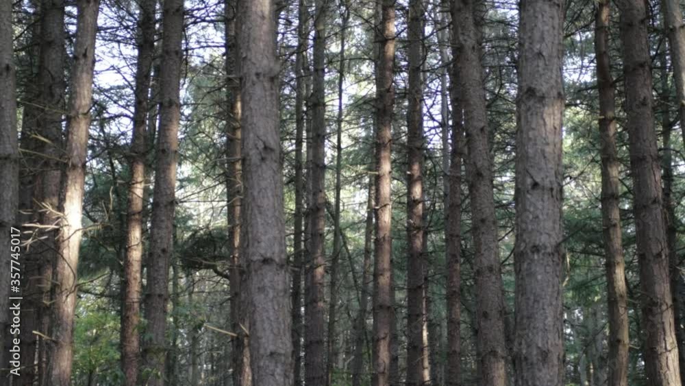 Pine tree forest canopy wide panning shot Pine tree forest canopy wide panning shot