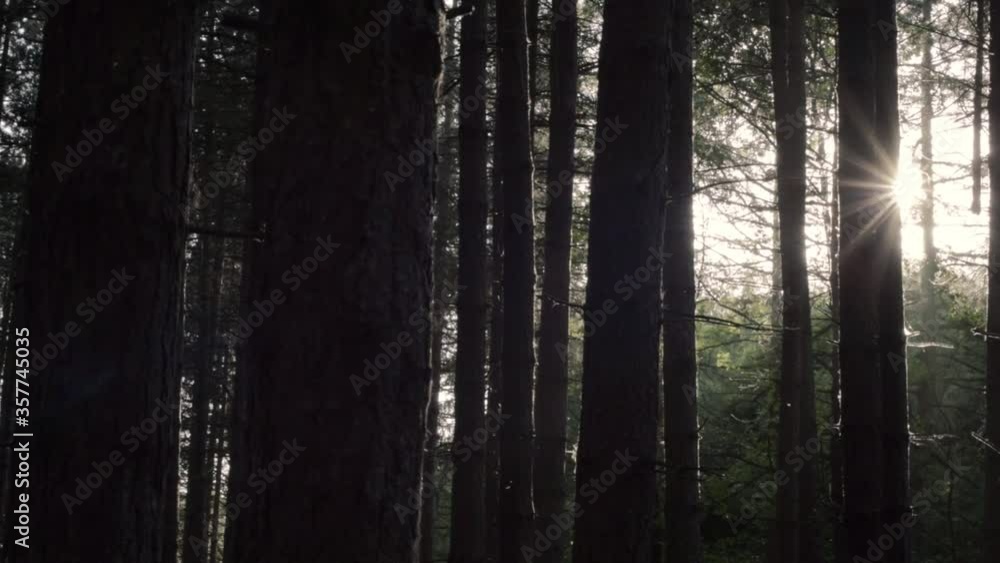 Pine tree forest with sunshine tilting shot