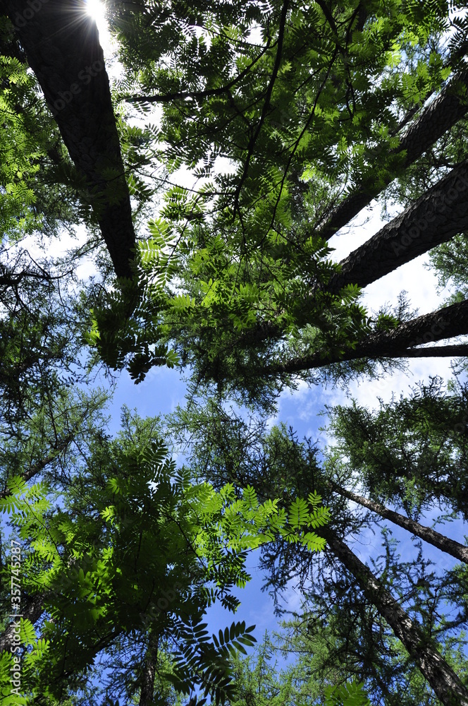 Fototapeta premium Pine tree forest in spring.