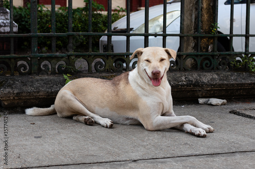 Portrait of a smiling happy dog, sitting at the streets of the city. Short-haired dog. White, cream, light brown color. Yangon - Rangoon, Myanmar, south east Asia