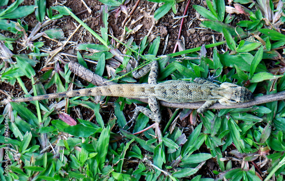 Naklejka premium Bronchocela jubata or the maned forest lizard on the grass. Called bunglon surai in Indonesia.
