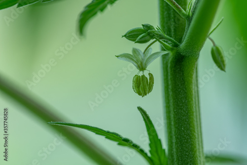 Male Cannabis flowers with pollen sack landscape