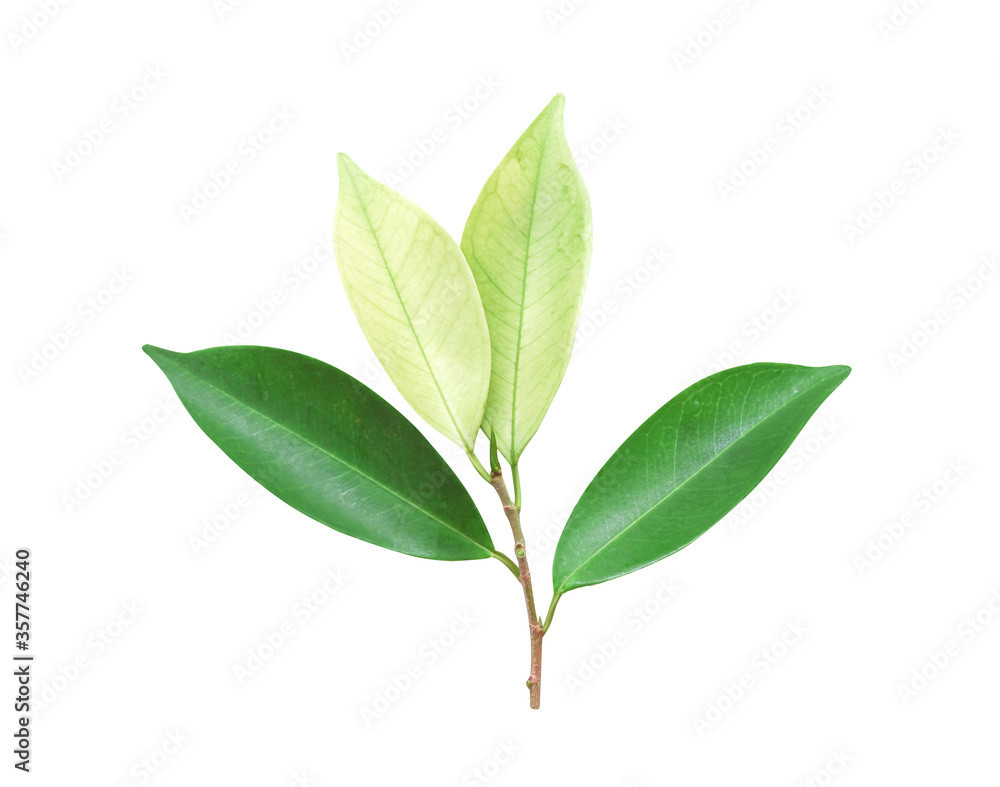 Light and dark green leaf isolated on white background , clipping path Light and dark green leaf isolated on white background , clipping path