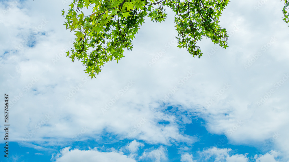 Obraz premium 青空と雲