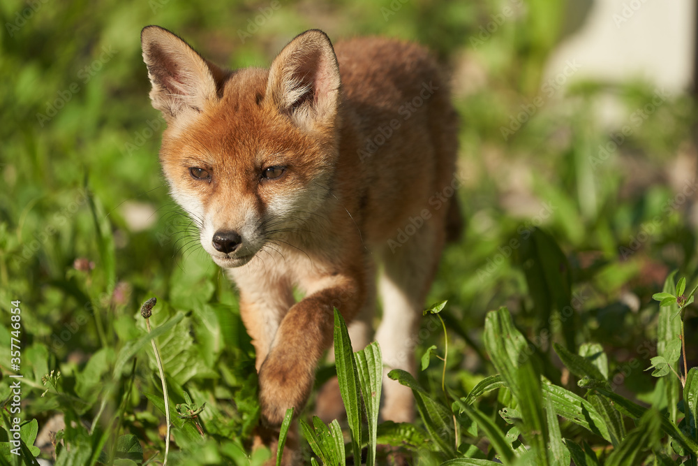 Red Fox Portrait Vulpes Vulpes Evening Sun Red Fox Portrait Vulpes Vulpes Evening Sun