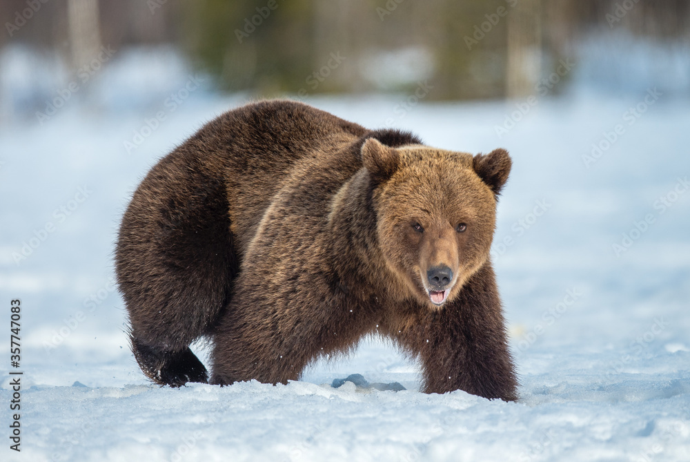 Brown bear on the snow in winter forest. Scientific name: Ursus Arctos. Wild Nature. Natural Habitat.
