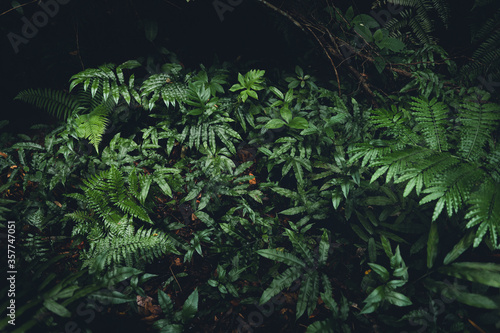 Fototapeta Naklejka Na Ścianę i Meble -  Close-Up Of  Dark green leaves
