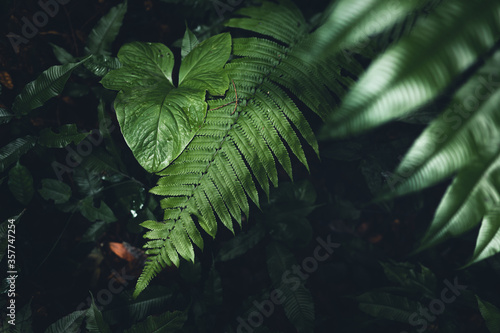 Close-Up Of  Dark green leaves