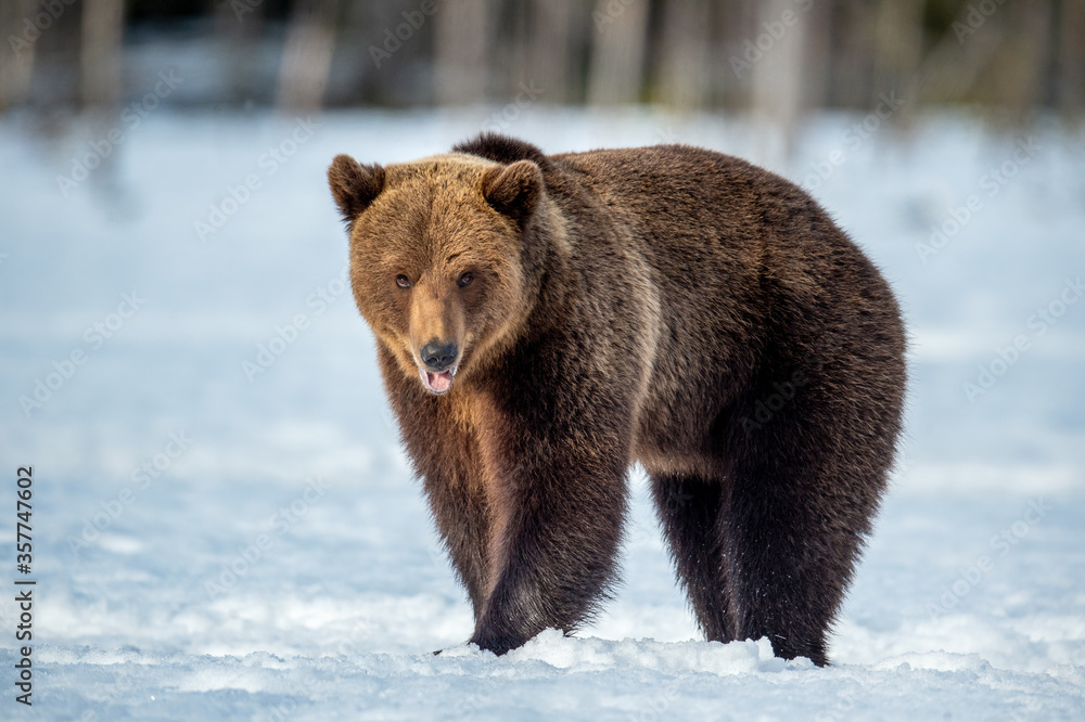 Brown bear on the snow in winter forest. Scientific name: Ursus Arctos. Wild Nature. Natural Habitat. Brown bear on the snow in winter forest. Scientific name: Ursus Arctos. Wild Nature. Natural Habitat.