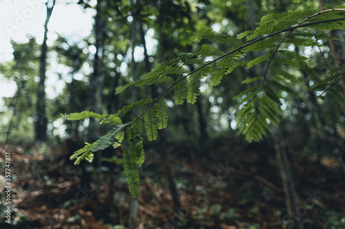 Close-Up Of  Dark green leaves