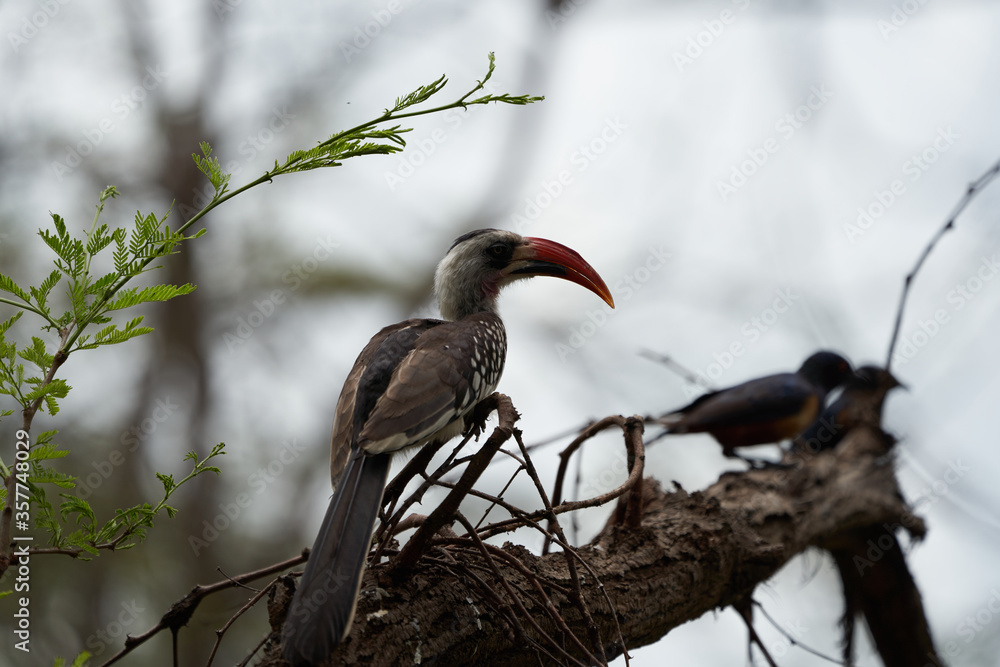 Fototapeta premium Northern Red Billed Hornbill Tockus Erythrorhynchus Portrait Africa